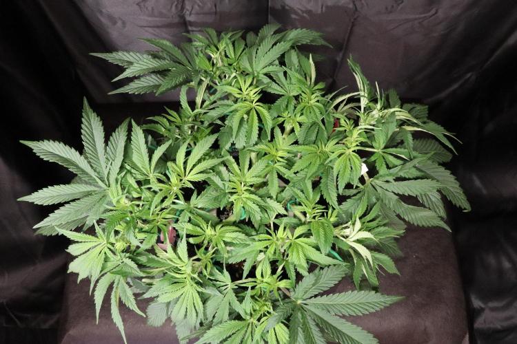 Zamnesia Black Diamond Auto. Week 9