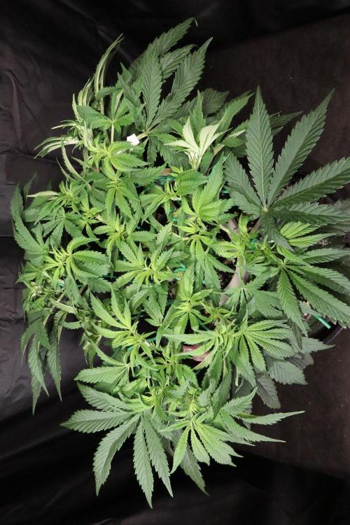 Zamnesia Black Diamond Auto. Week 9