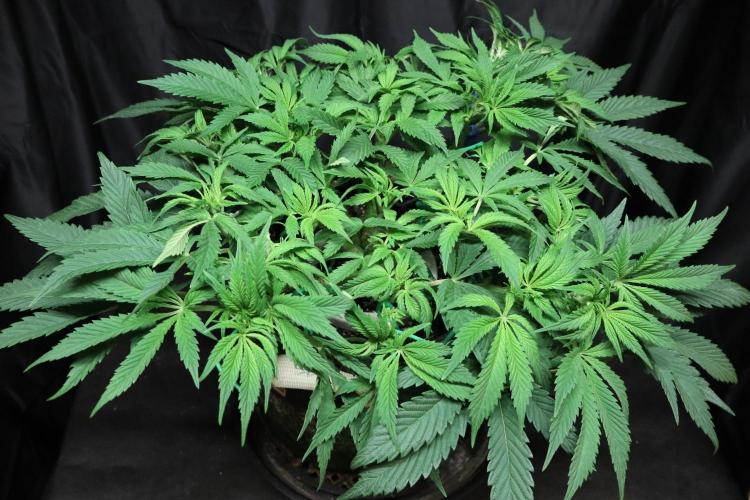 Zamnesia Black Diamond Auto. Week 10