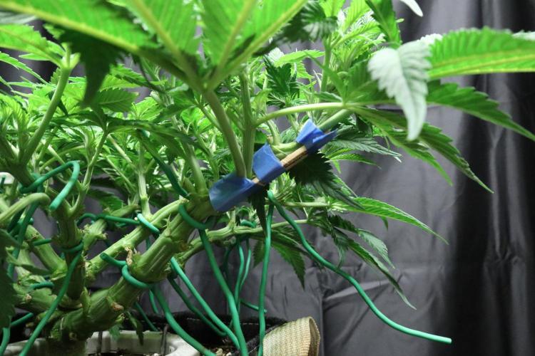 Zamnesia Black Diamond Auto. Week 10