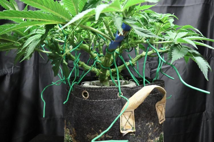 Zamnesia Black Diamond Auto. Week 10