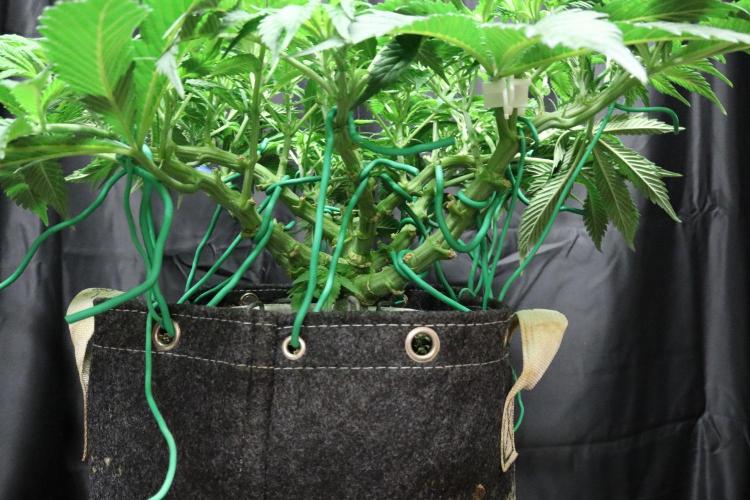 Zamnesia Black Diamond Auto. Week 10