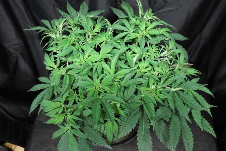 Zamnesia Black Diamond Auto. Week 10