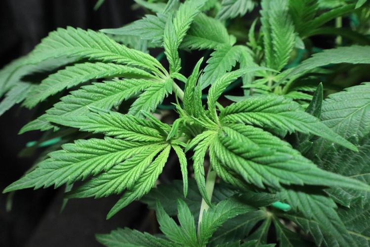 Zamnesia Black Diamond Auto. Week 10