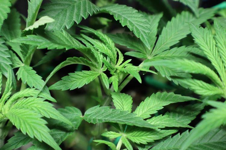 Zamnesia Black Diamond Auto. Week 10