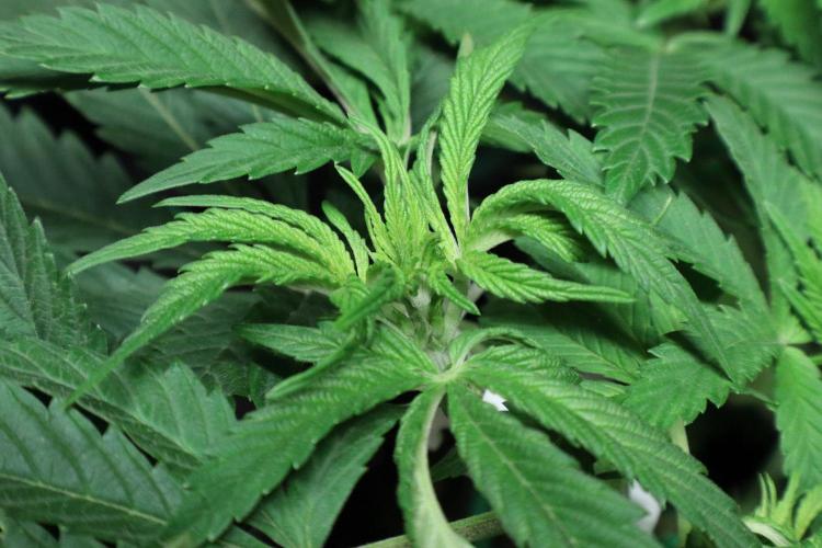 Zamnesia Black Diamond Auto. Week 10