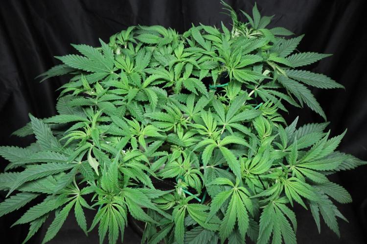 Zamnesia Black Diamond Auto. Week 10