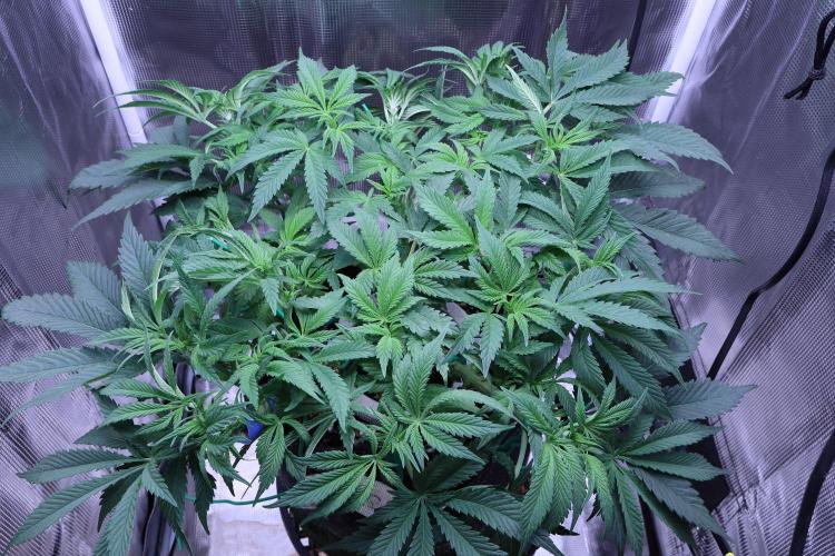 Zamnesia Black Diamond Auto. Week 10