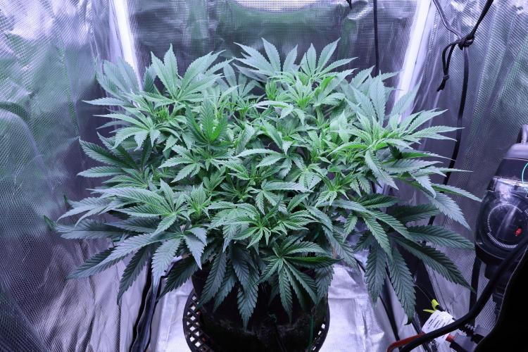 Zamnesia Black Diamond Auto. Week 11