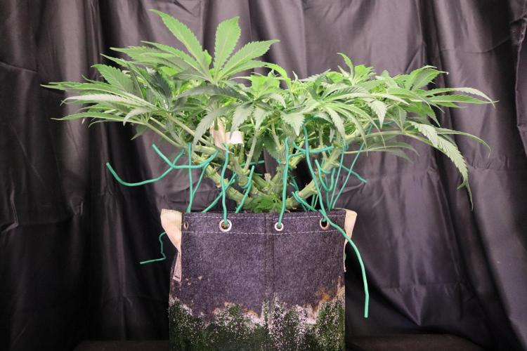 Zamnesia Black Diamond Auto. Week 11