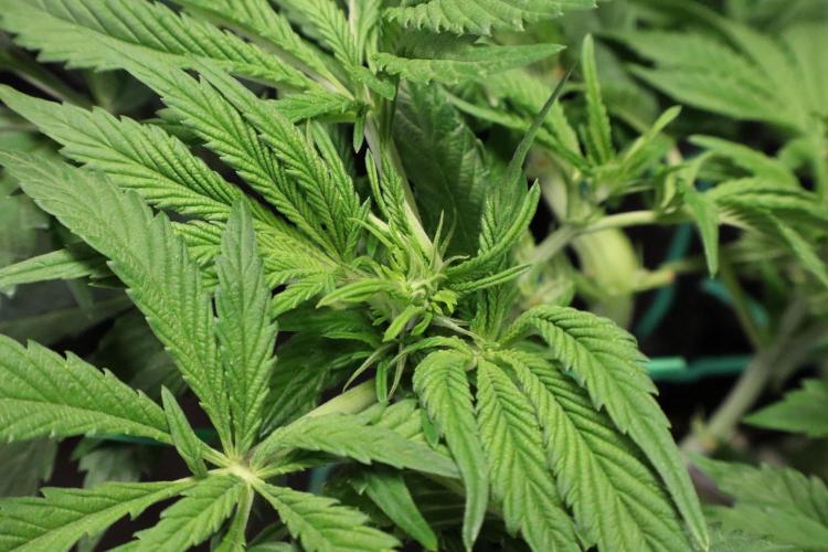 Zamnesia Black Diamond Auto. Week 11