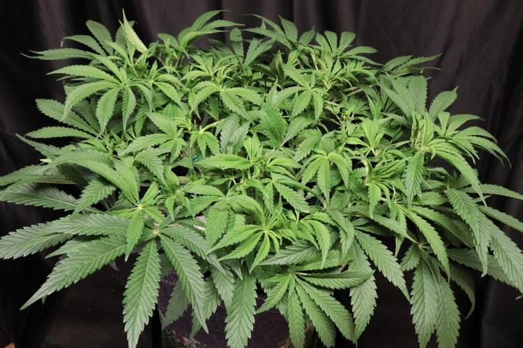 Zamnesia Black Diamond Auto. Week 11