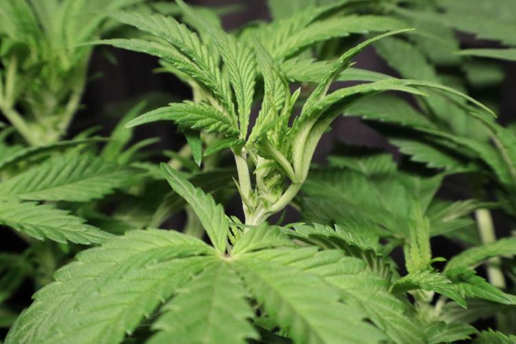 Zamnesia Black Diamond Auto. Week 11