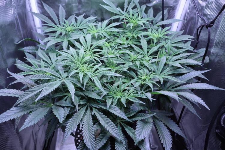 Zamnesia Black Diamond Auto. Week 12