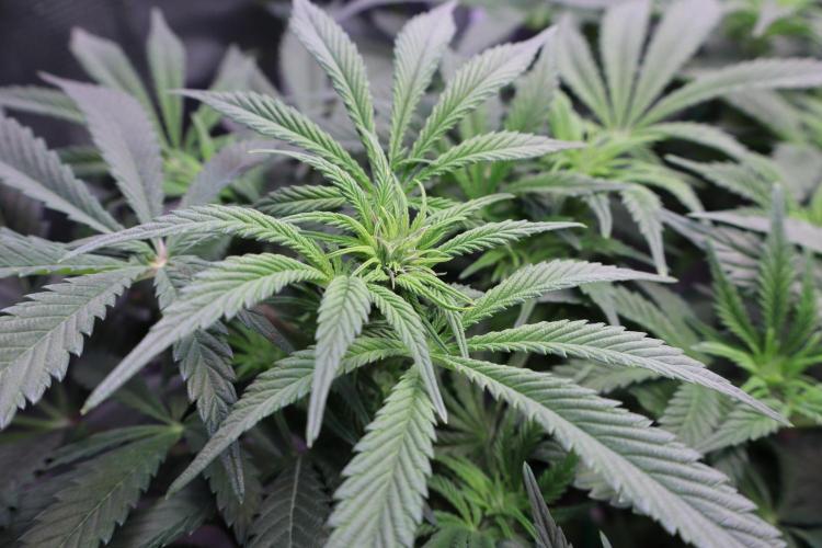 Zamnesia Black Diamond Auto. Week 12