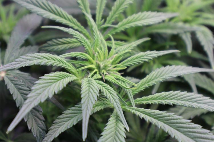 Zamnesia Black Diamond Auto. Week 12