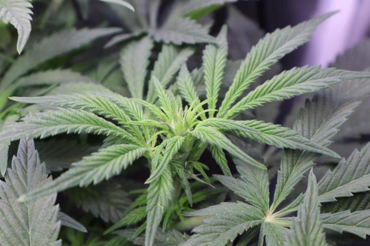 Zamnesia Black Diamond Auto. Week 12