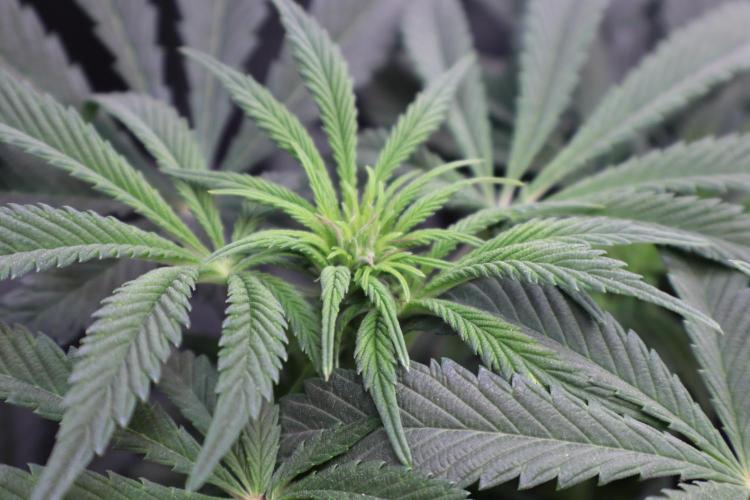 Zamnesia Black Diamond Auto. Week 12