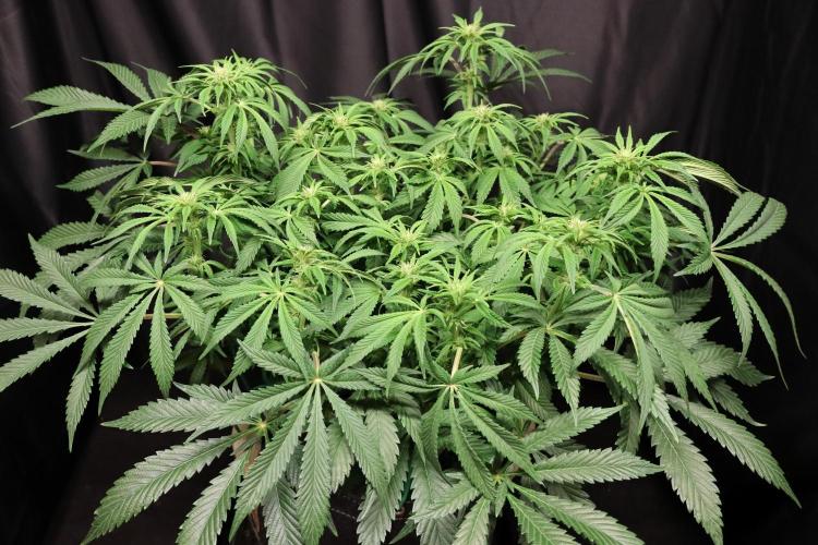 Zamnesia Black Diamond Auto. Week 13