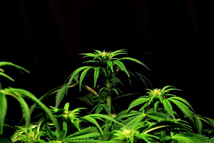 Zamnesia Black Diamond Auto. Week 13