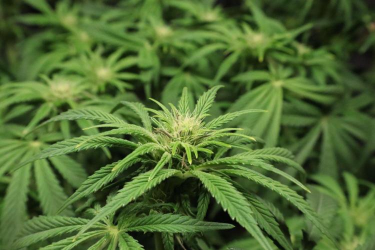 Zamnesia Black Diamond Auto. Week 13