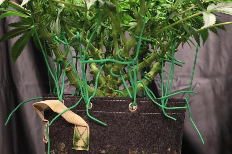 Zamnesia Black Diamond Auto. Week 13