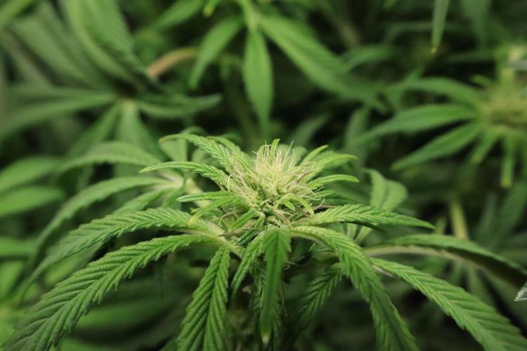 Zamnesia Black Diamond Auto. Week 13