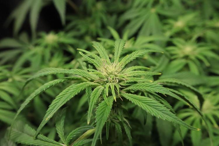 Zamnesia Black Diamond Auto. Week 13