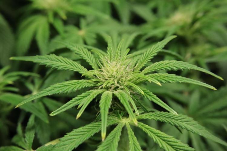 Zamnesia Black Diamond Auto. Week 13