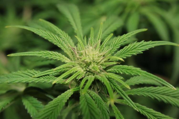 Zamnesia Black Diamond Auto. Week 13