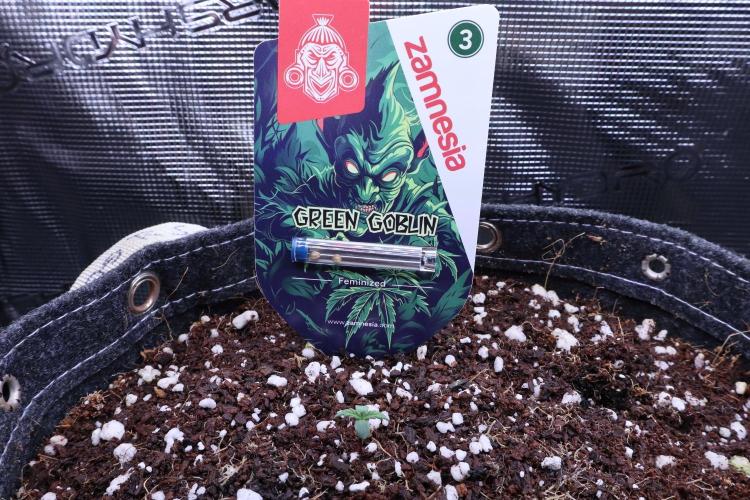 Green Goblin. Week 0