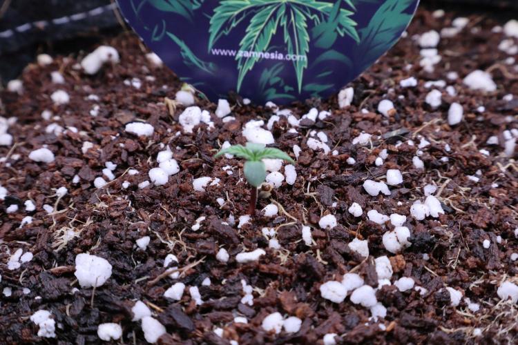 Green Goblin. Week 0