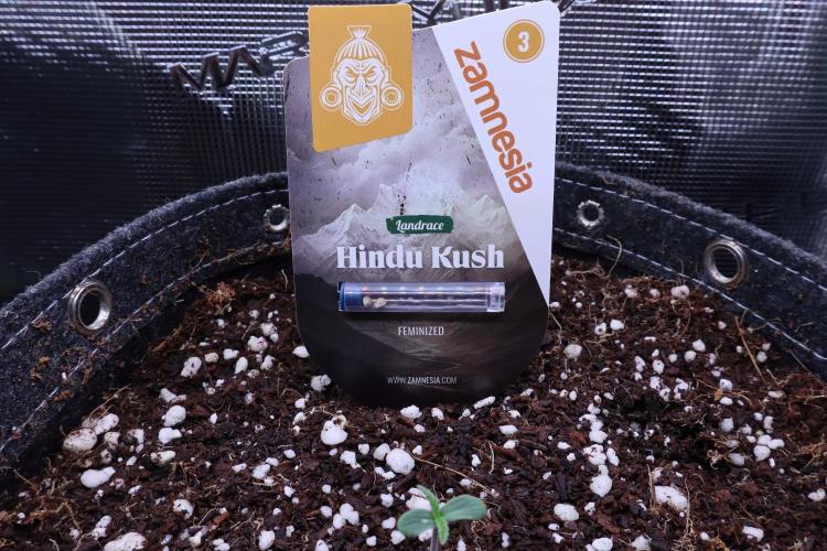 Hindu Kush Zamnesia. Week 0