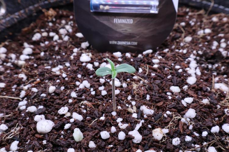 Hindu Kush Zamnesia. Week 0