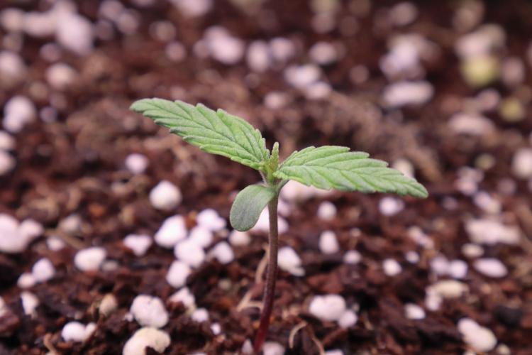 Green Goblin. Week 1