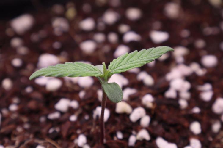 Green Goblin. Week 1