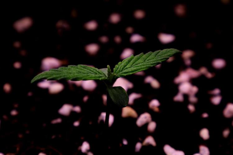 Green Goblin. Week 1