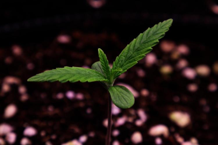 Hindu Kush Zamnesia. Week 1