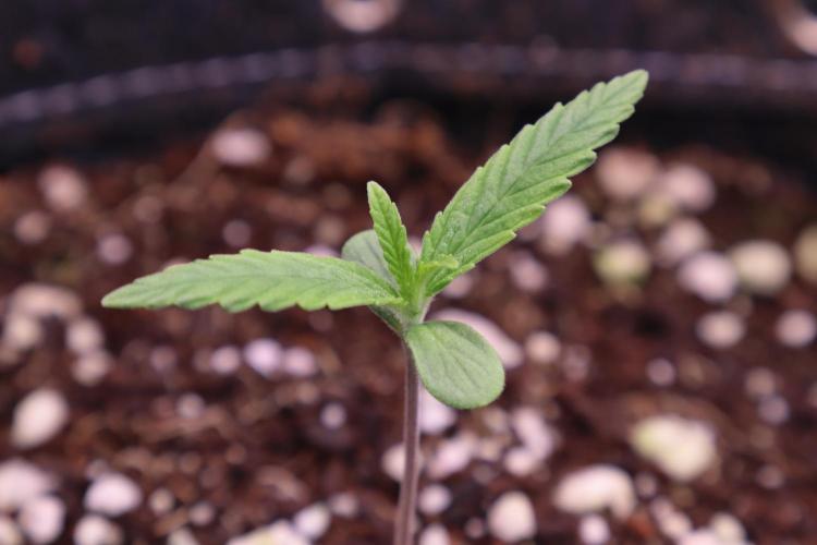 Hindu Kush Zamnesia. Week 1