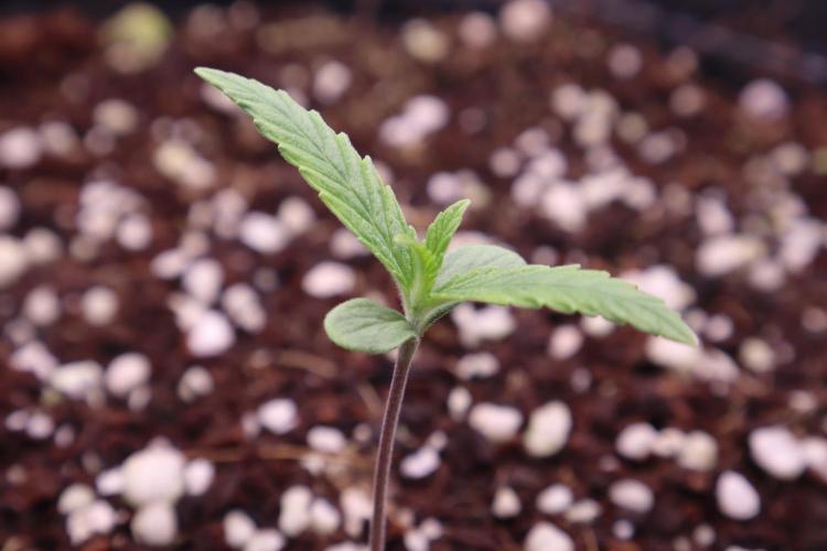 Hindu Kush Zamnesia. Week 1