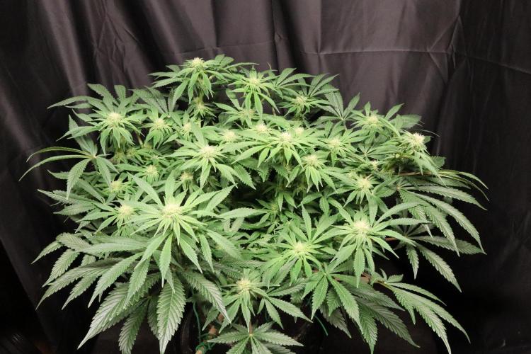 Zamnesia Black Diamond Auto. Week 14