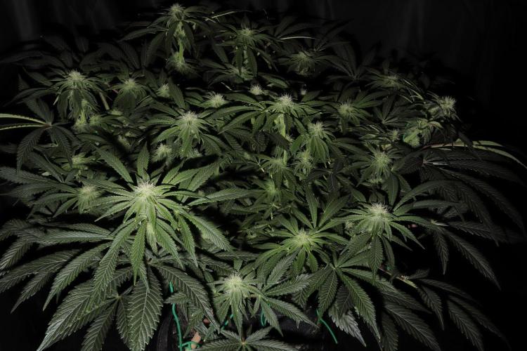 Zamnesia Black Diamond Auto. Week 14