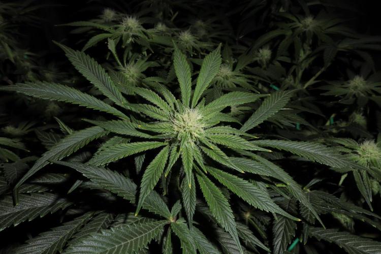 Zamnesia Black Diamond Auto. Week 14