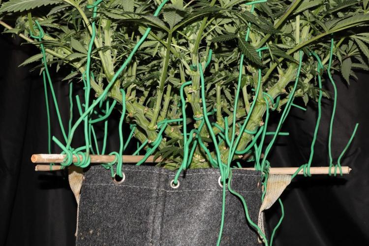 Zamnesia Black Diamond Auto. Week 14