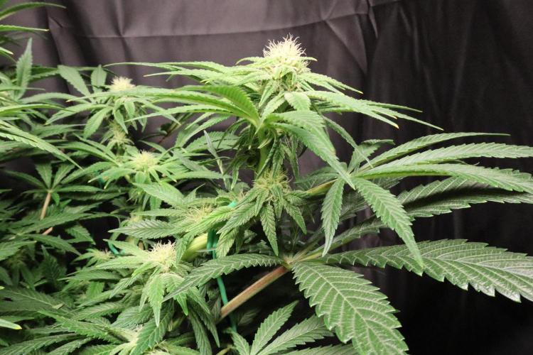 Zamnesia Black Diamond Auto. Week 14