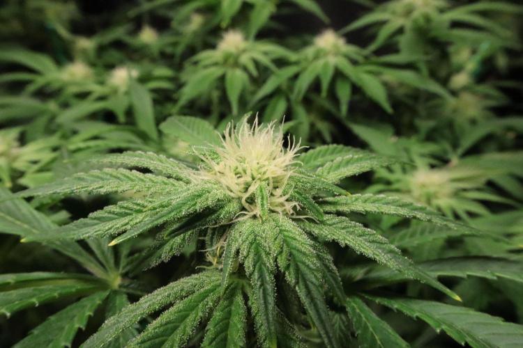 Zamnesia Black Diamond Auto. Week 14