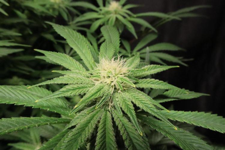 Zamnesia Black Diamond Auto. Week 14