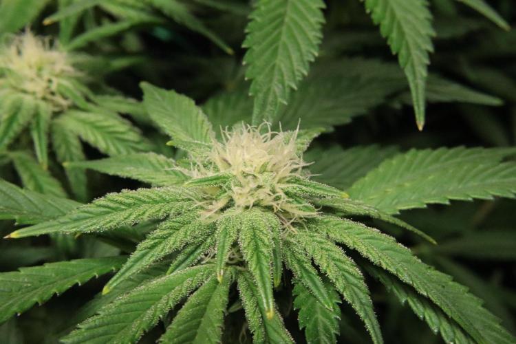 Zamnesia Black Diamond Auto. Week 14