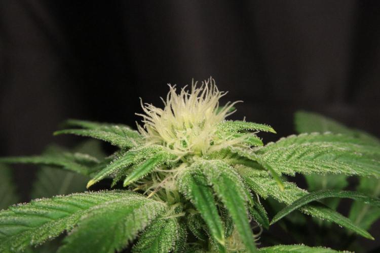 Zamnesia Black Diamond Auto. Week 14