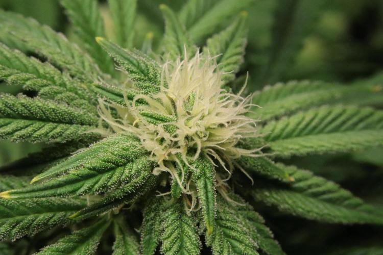 Black Diamond Automatic. Week 14